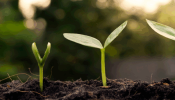 Thame Sustainability Champions Award