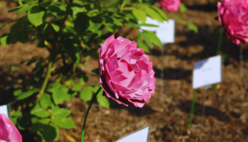 Legal Services for Lenders